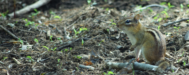 Illustration for article titled Chipmunks and Dandelions